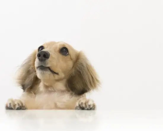 属狗和什么属相最配相克(如何避免相克) 属狗和什么属相最配相克(如何避免相克)