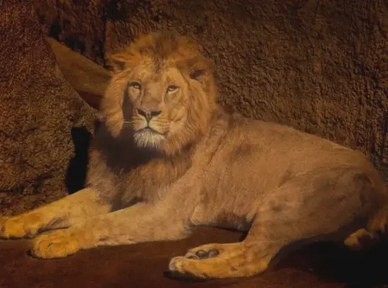 狮子座今日运势星象图