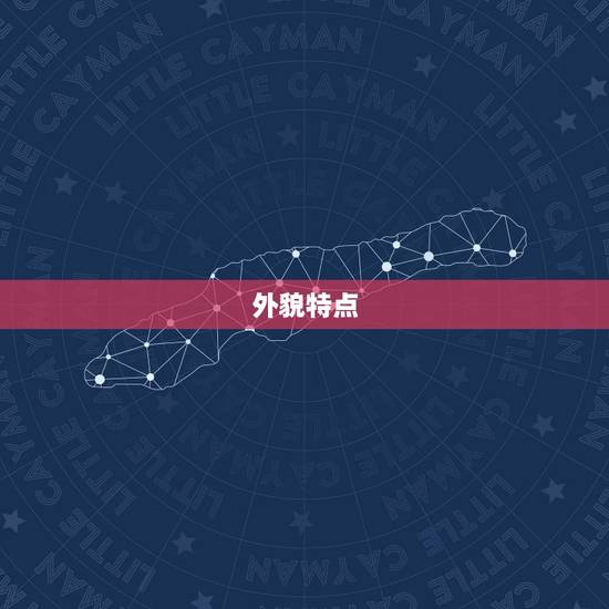 外貌特点 外貌特点