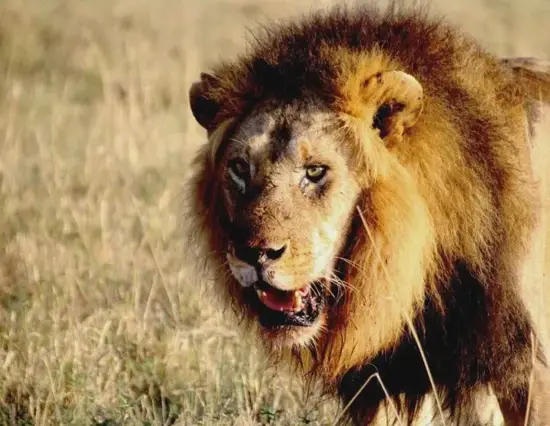 射手座星座运势分析