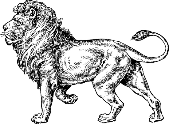 狮子2023年6月运势(事业顺利财运亨通)