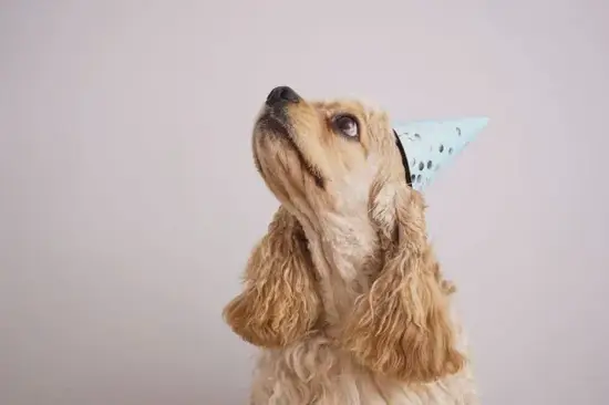 生肖狗2025贵人运解析