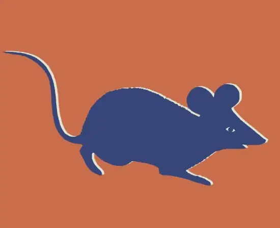 子鼠丑牛正确顺序口诀配图