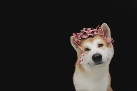 生肖狗事业运势