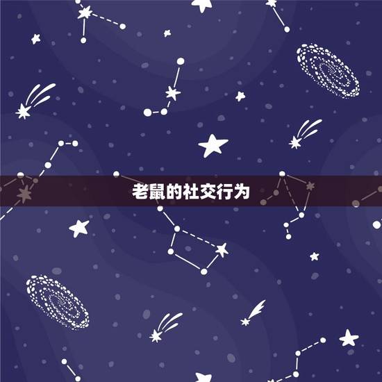 老鼠的社交行为