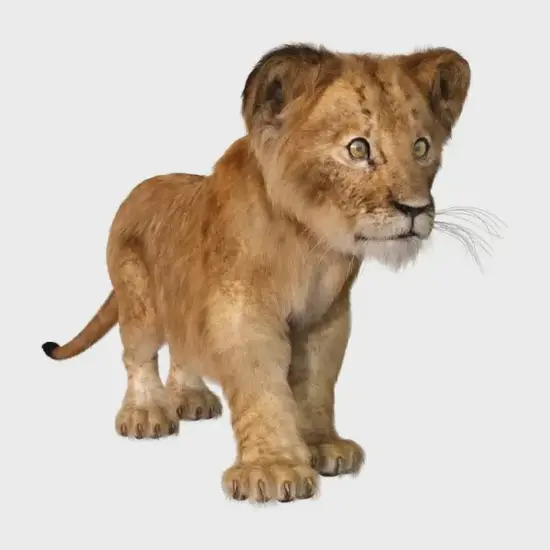 白羊座和狮子座相处场景