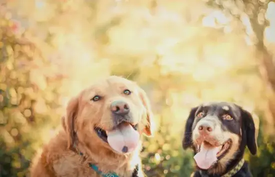 生肖狗财运方位图