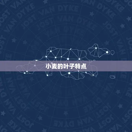 小麦的叶子特点