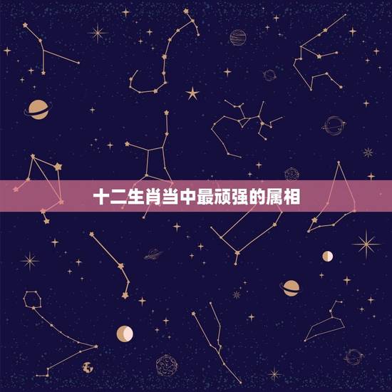 十二生肖当中最顽强的属相,十二生肖里面最强大的动物 十二生肖当中最顽强的属相,十二生肖里面最强大的动物