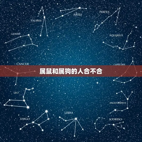 属鼠和属狗的人合不合