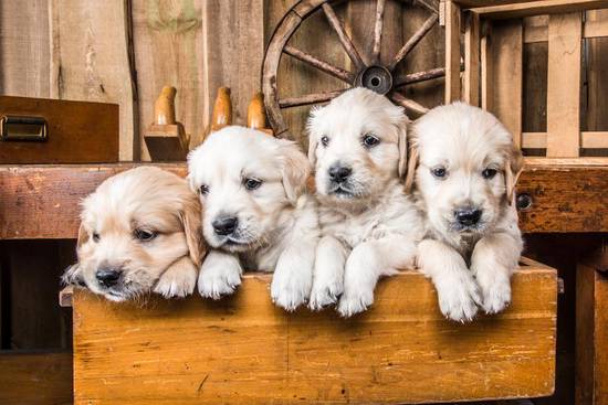 属狗和什么属相最配相克(如何避免相克) 属狗和什么属相最配相克(如何避免相克)