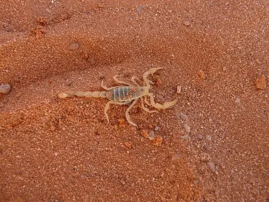 2023年天蝎座幸运色(揭秘星座专家预测最适合天蝎座的幸运色)