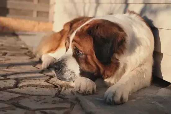 生肖狗2025运势解析