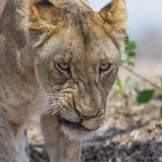 狮子座今日星象解析