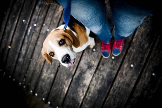 2023年属狗的运程男(未来三年运势如何)