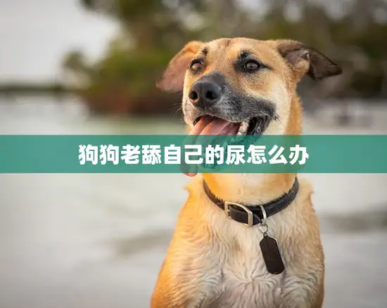 狗狗老舔自己的尿怎么办(解决方法大揭秘)