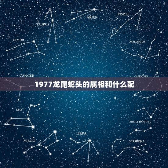 1977龙尾蛇头的属相和什么配，12生肖姐弟最好的配？姐姐属龙尾