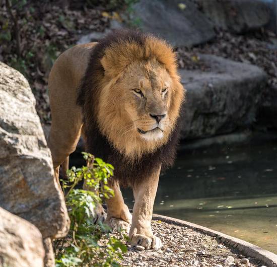 狮子男对有好感的人聊天(如何吸引他的注意并保持话题)