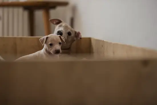 94年的狗今日运势(幸运之星照耀财运亨通)