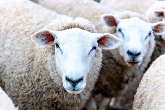 白羊座女生和天蝎座男生(命中注定的爱情)