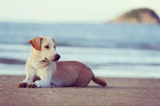 06年狗2023年运势(狗年大展宏图财运亨通事业有成)