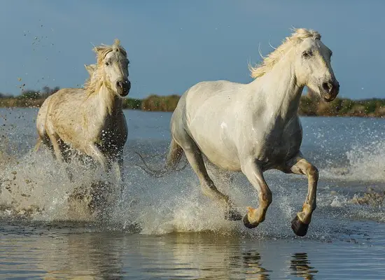 属马男最佳婚配男孩名字(如何选择)