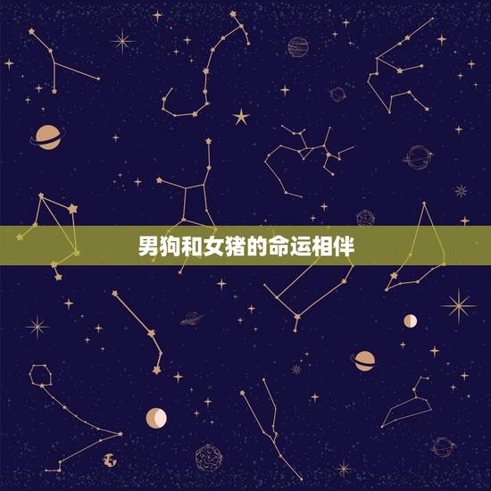 男狗和女猪的命运相伴