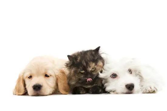 2023年属狗的运程男(未来三年运势如何)