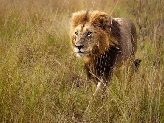 狮子男铁了心要离婚表现(如何看待) 狮子男铁了心要离婚表现(如何看待)