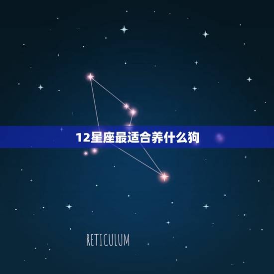 12星座最适合养什么狗，十二星座适合养什么宠物