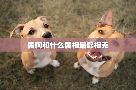 属狗和什么属相最配相克(如何避免相克) 属狗和什么属相最配相克(如何避免相克)