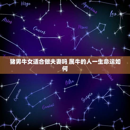 猪男牛女适合做夫妻吗 属牛的人一生命运如何 猪男牛女适合做夫妻吗 属牛的人一生命运如何