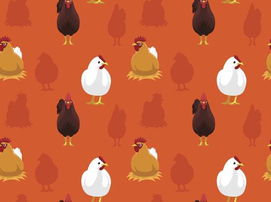 属鸡的女人能活多大岁数(揭秘属鸡女命寿命长的秘密)