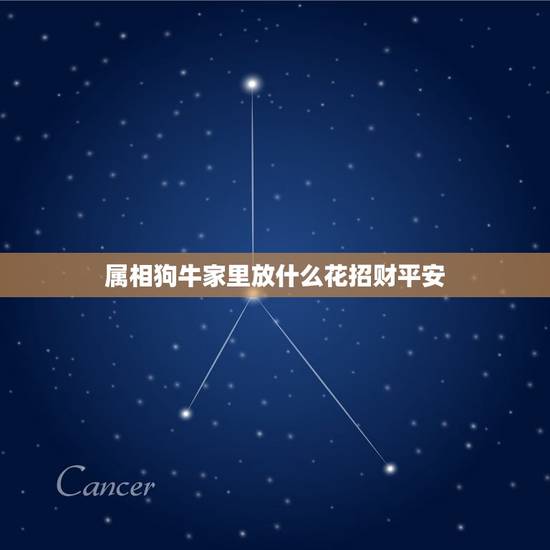 属相狗牛家里放什么花招财平安，属牛的应该养什么花招财运亨通