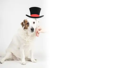 狗狗老舔自己的尿怎么办(解决方法大揭秘)