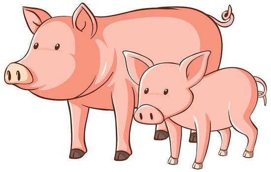 2023年属猪的几周岁(猪年宝宝们的成长秘密) 2023年属猪的几周岁(猪年宝宝们的成长秘密)