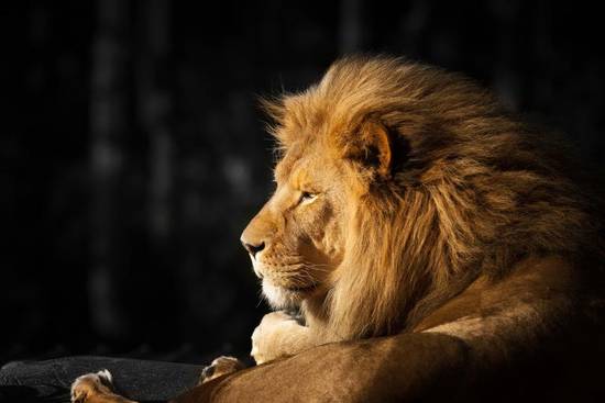 狮子座男生花心还是专一(揭秘星座真相)