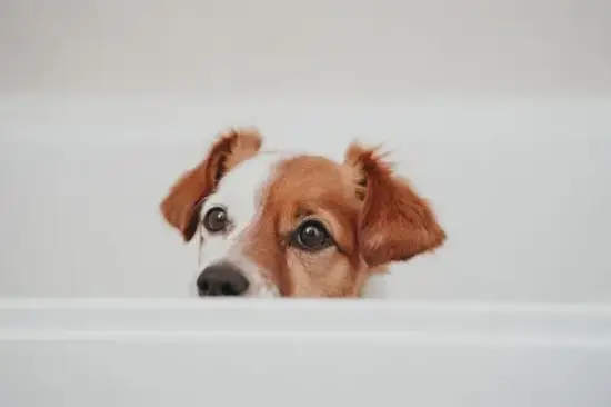 属狗人财神方位图