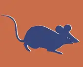 十二生肖子鼠丑牛正确顺序及读音口诀：快速记忆法