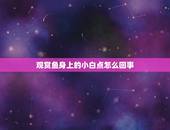 观赏鱼身上的小白点怎么回事，热带鱼身上全是白点怎么办？