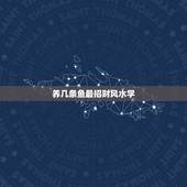 养几条鱼最招财风水学，养几条鱼风水最好
