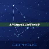 鱼身上有白色絮状物是怎么回事，斗鱼跳出鱼缸，放回去后身上有白色絮状物，