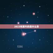 2023年属牛的是什么命，2023年属牛人的全年运势