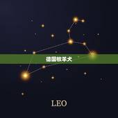 十大名犬排行榜前十名(狗狗世界的顶尖之选)