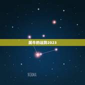 属牛的运势2023