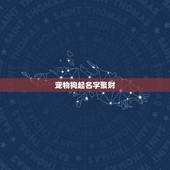 宠物狗起名字聚财，公的宠物狗取什么名字好听