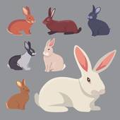 兔和猴的属相合不合结婚(解析兔猴姻缘如何)