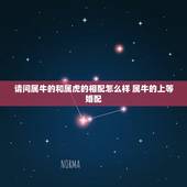 请问属牛的和属虎的相配怎么样 属牛的上等婚配