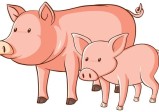属猪人49岁的运势如何(2023年运势大揭秘)