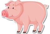 属猪女人今天运势和财运(幸运之星照耀财源滚滚来)